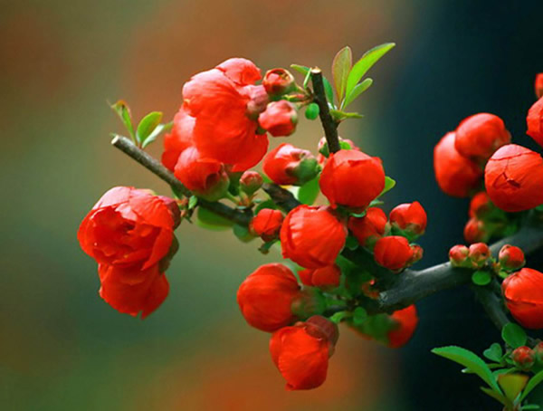 海棠树苗新长的嫩枝怎么修理？