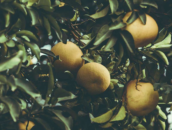 苗木中的香泡树结的果实可以吃吗？