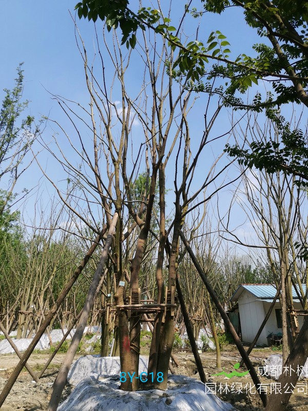 朴树的植物形态有哪些？