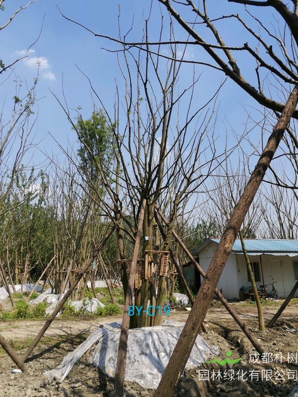 朴树是怎样进行繁殖的？