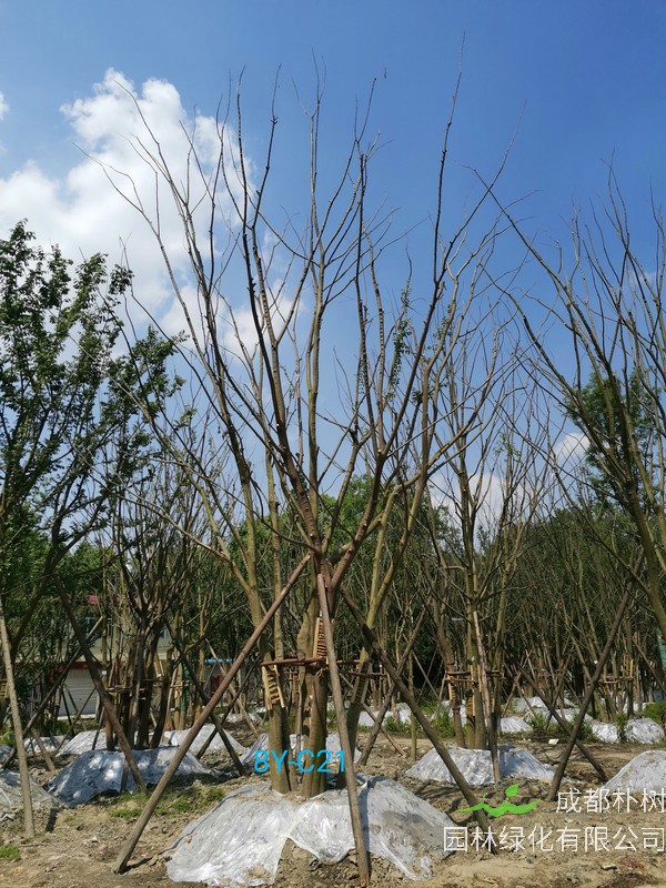 朴树是国家几级保护植物？