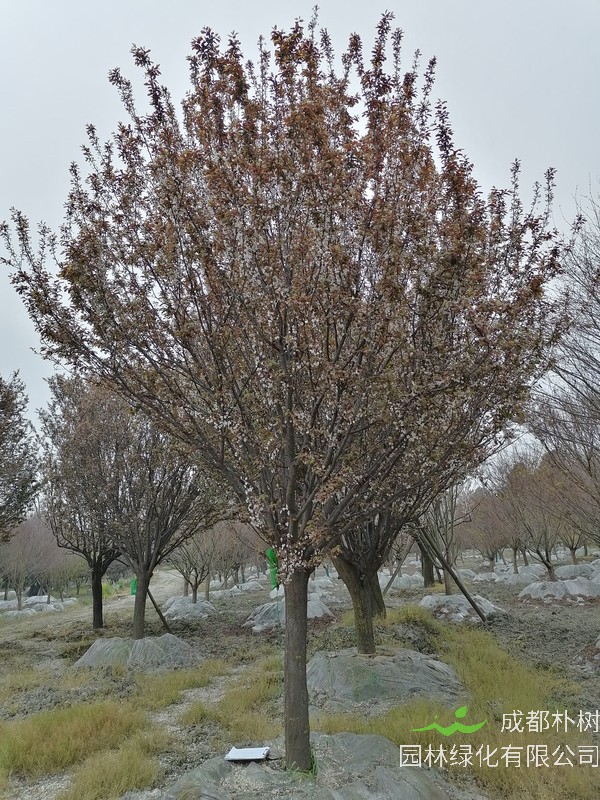 红叶李在一年中可以施几次肥？