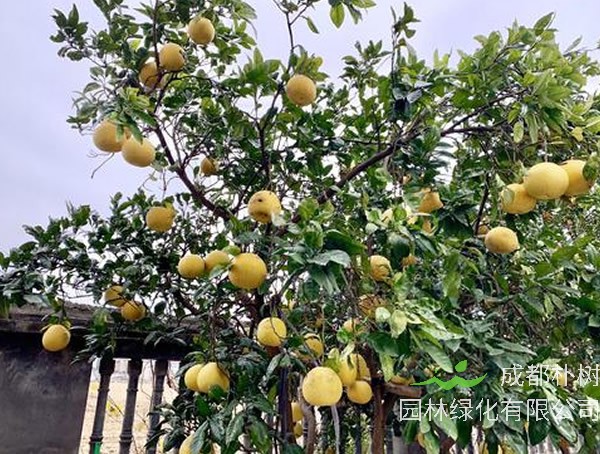 香泡树和柚子树的区别有哪些？
