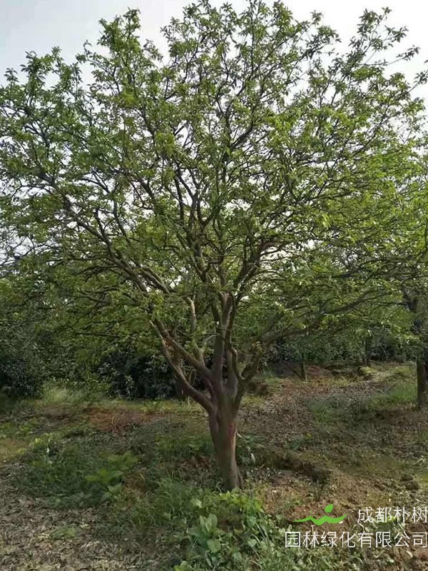 香泡树的寓意有哪些？