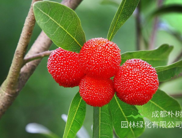 杨梅什么时候成熟？