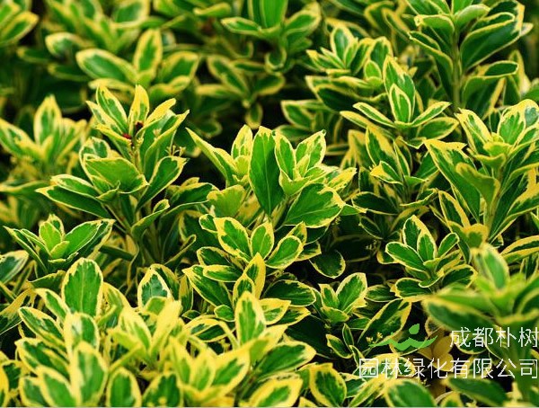 金边黄杨的真名是是什么？