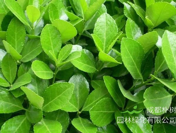 大叶黄杨和冬青卫矛是不是同一种植物？