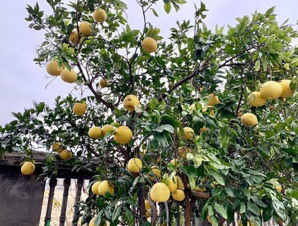 香泡树和柚子树的区别有哪些？