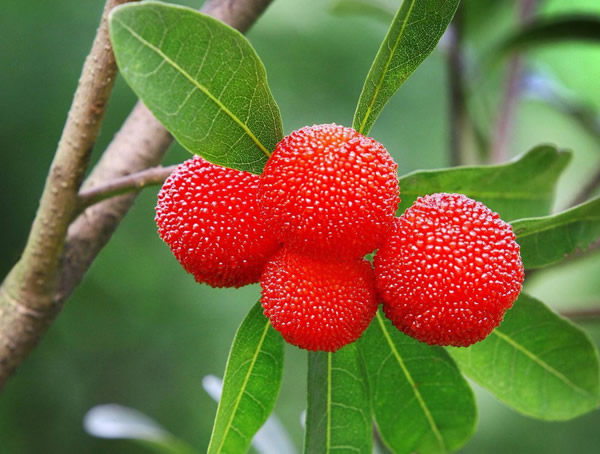 杨梅什么时候成熟？