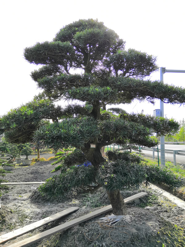 罗汉松的表皮爆开如何救治？