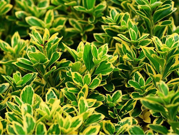 金边黄杨的真名是是什么？