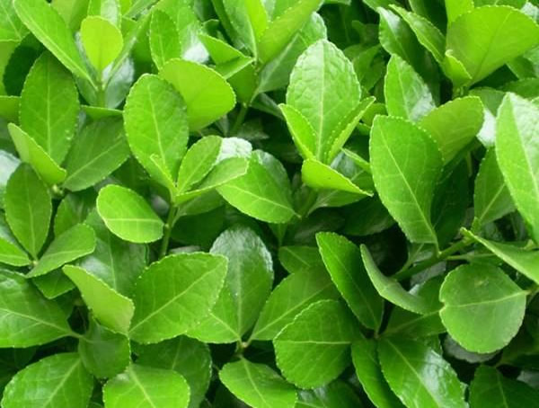 大叶黄杨和冬青卫矛是不是同一种植物？