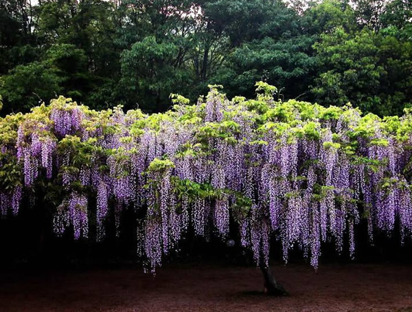 紫藤小苗需要多久开始爬藤呢？
