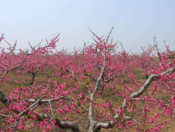 9月份可以种植桃树吗？
