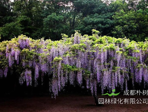 紫藤小苗需要多久开始爬藤呢？