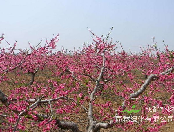 9月份可以种植桃树吗？