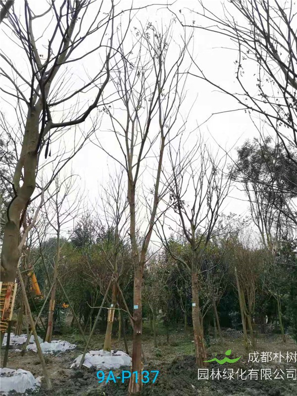 郫县朴树低价批发【苗圃栽植基地直销】19公分价格2600元