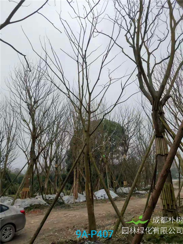 郫县朴树低价批发【苗圃栽植基地直销】19公分价格2600元