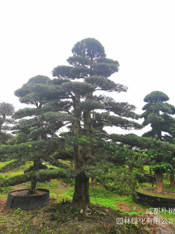 罗汉松养护的时间是不是越长越好看？