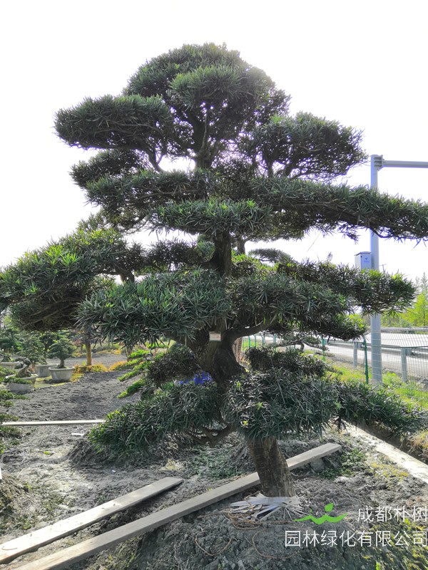 罗汉松的表皮爆开如何救治？