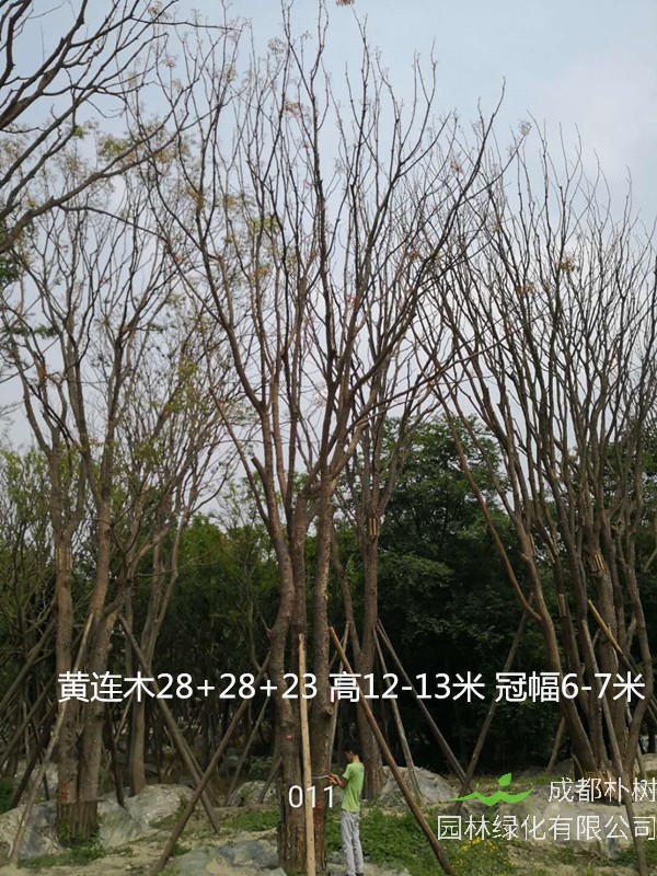 木材如何分级别？黄连木是几级木材？