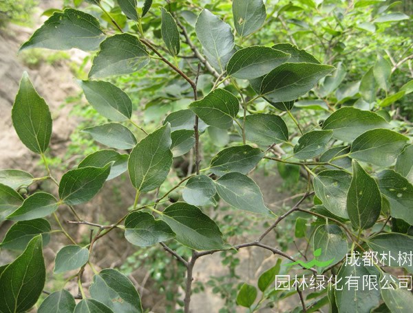 朴树的叶子像什么？