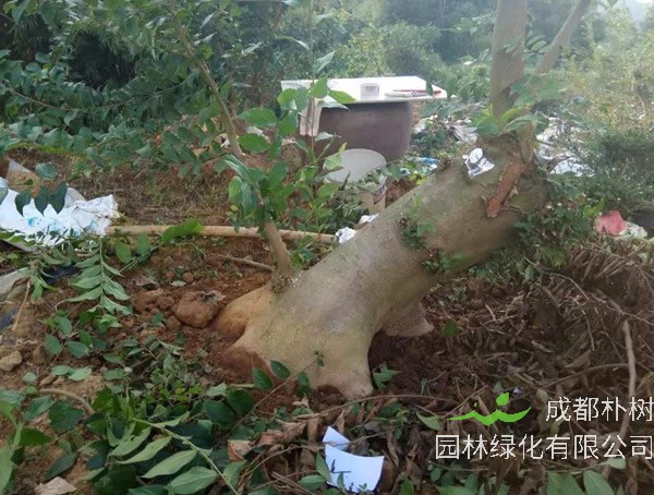 朴树的根系发达吗？朴树的根有什么用？