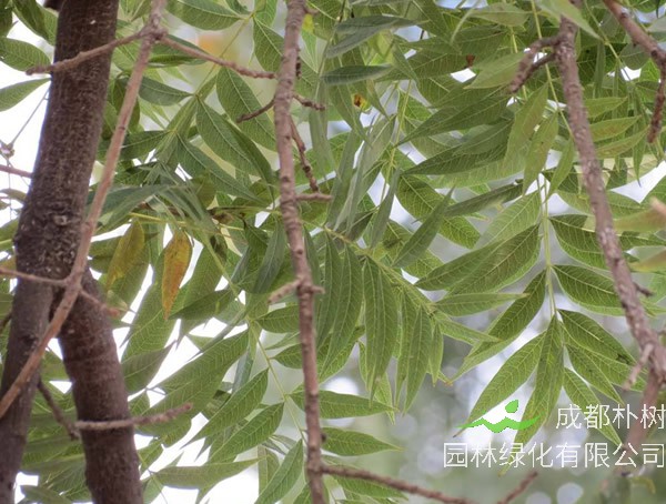 黄连木的叶子像什么？长什么样儿？