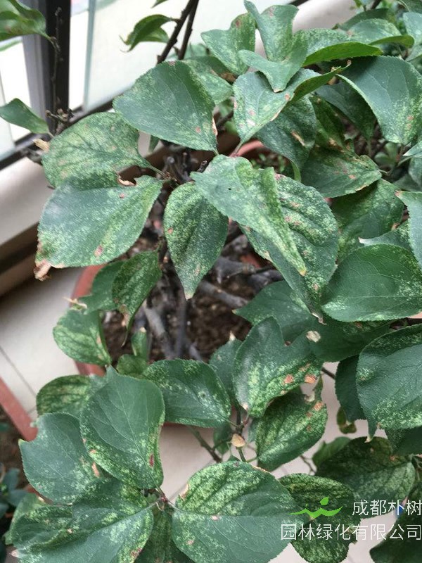 红梅的叶子为什么会卷起来？