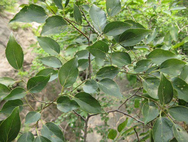 朴树的叶子像什么？