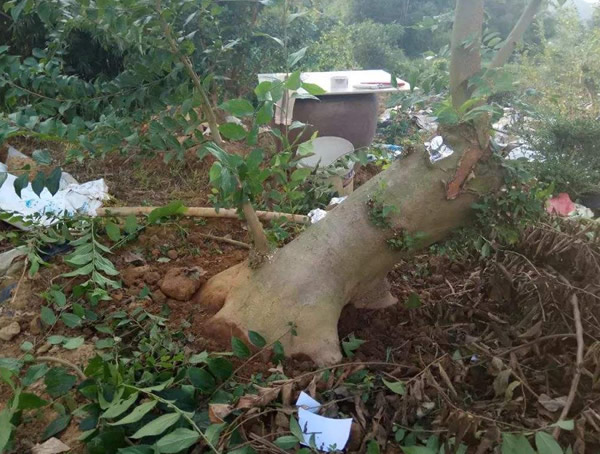 朴树的根系发达吗？朴树的根有什么用？