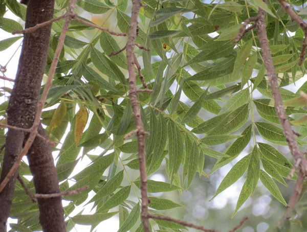 黄连木的叶子像什么？长什么样儿？