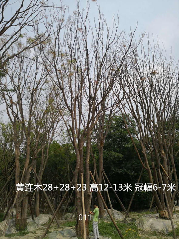 木材如何分级别？黄连木是几级木材？