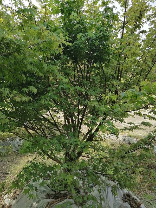 鸡爪槭的叶子什么时候变红？