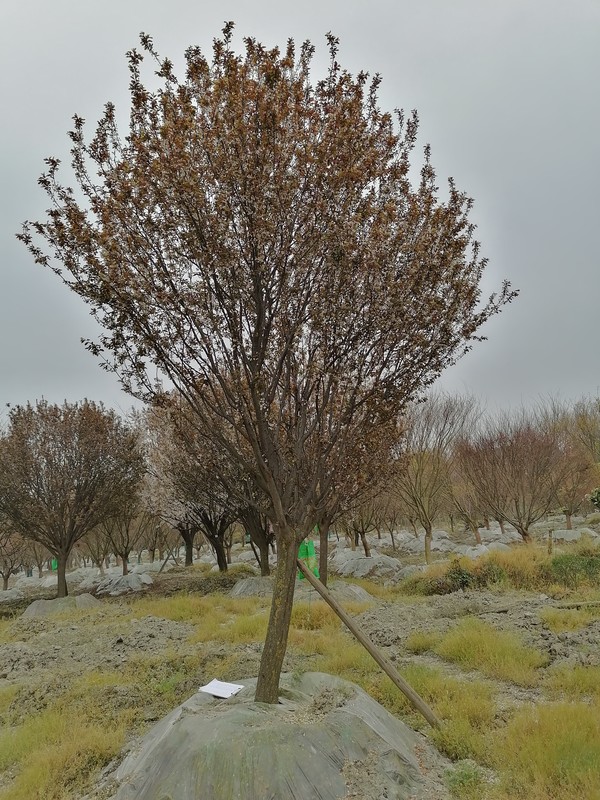 红叶李的叶子像什么？为什么是红的？