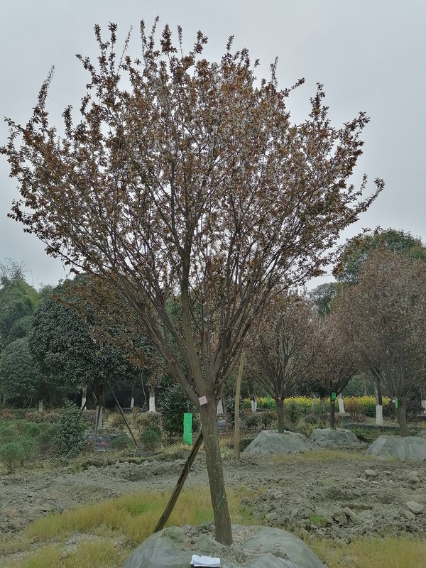 红叶李的叶片呈现“火烧状”的原因是什么？