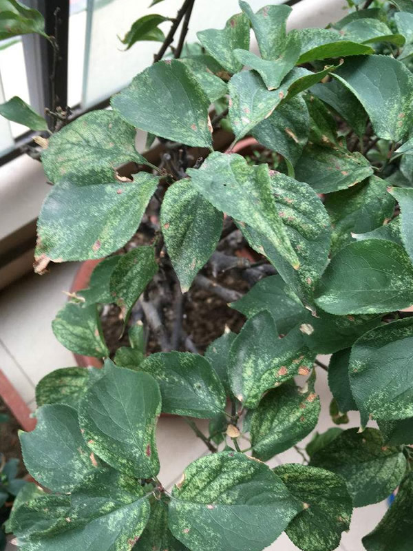 红梅的叶子为什么会卷起来？