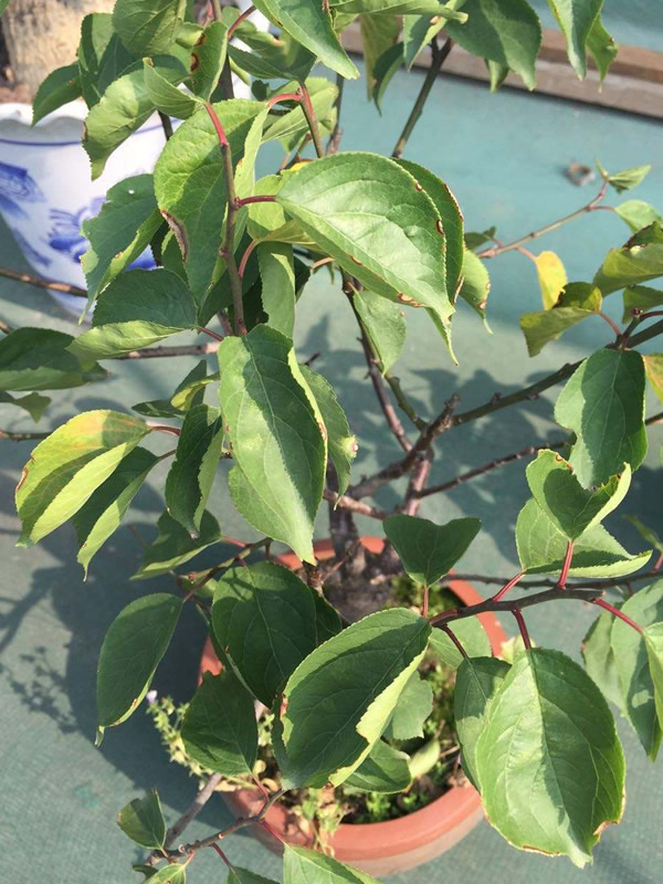 红梅的叶子全部都黄了怎么办？怎么补救？