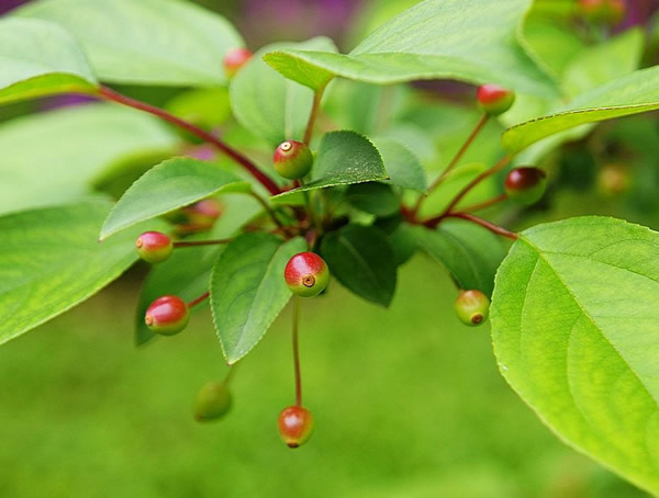 海棠的叶子是什么形状？