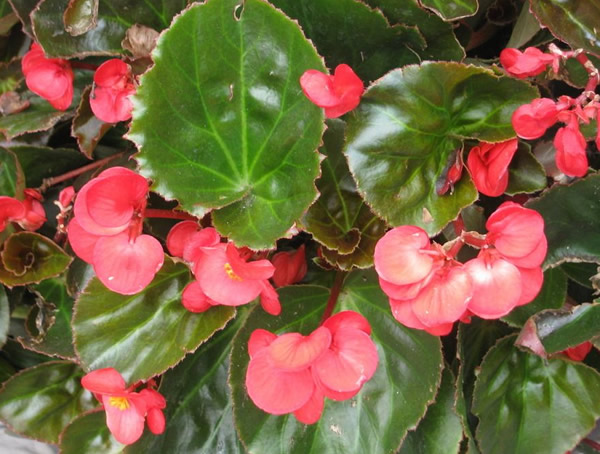 海棠的叶子需要剪吗？