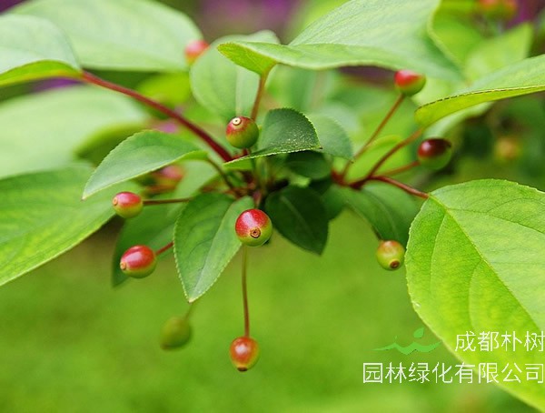 海棠的叶子是什么形状？