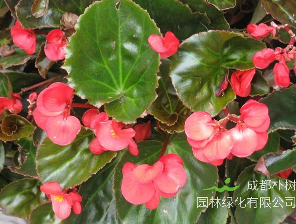 海棠的叶子需要剪吗？