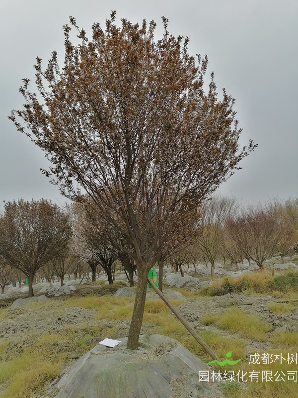 红叶李的叶子像什么？为什么是红的？