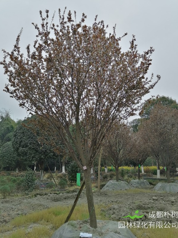 红叶李的叶片呈现“火烧状”的原因是什么？