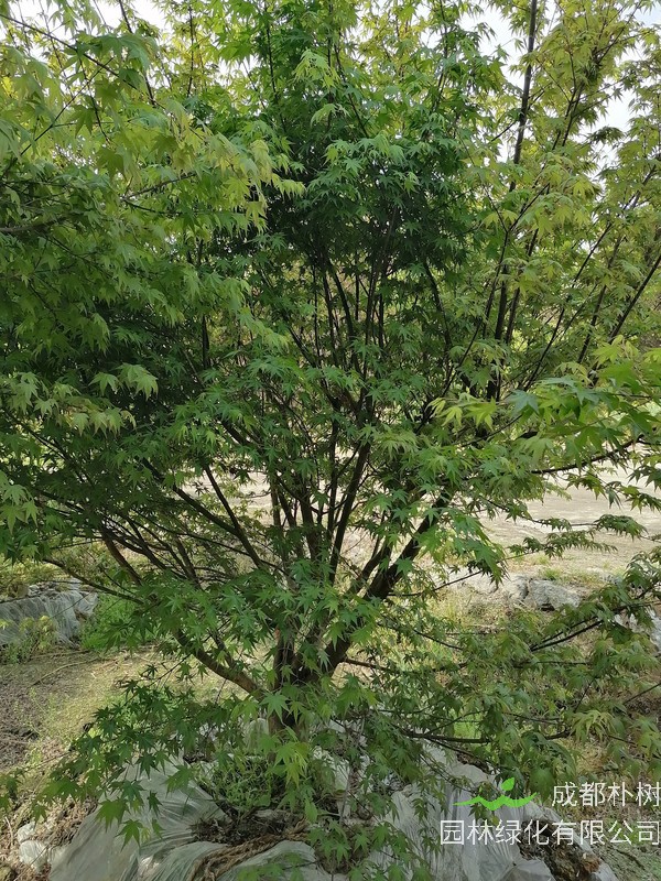 鸡爪槭的叶子什么时候变红？