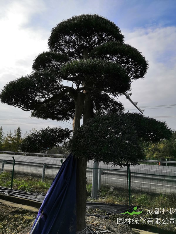 罗汉松的叶子发黄，枝干干枯的三个原因