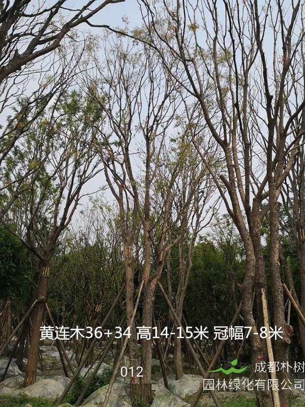 黄连木的寓意及象征是什么？