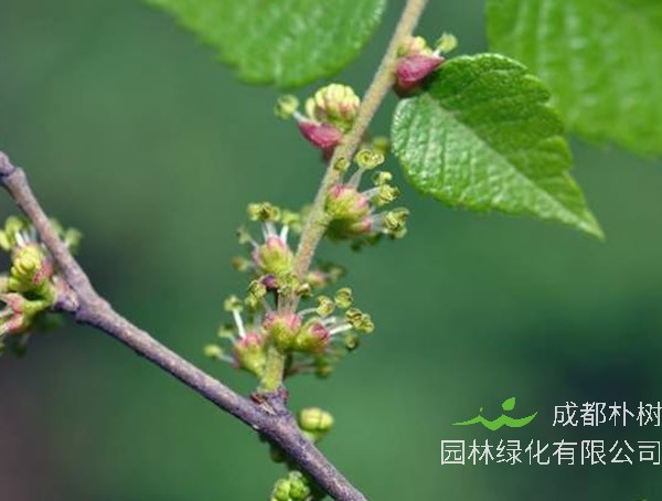 朴树的花是什么颜色？