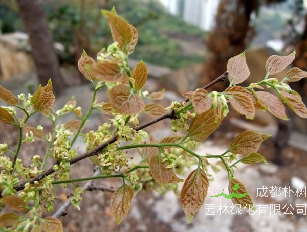 朴树的花语是什么意思？