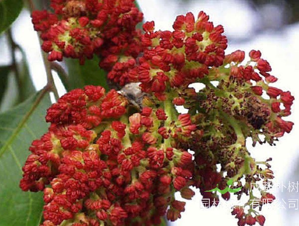 黄连木的花是什么颜色？花期是几月？